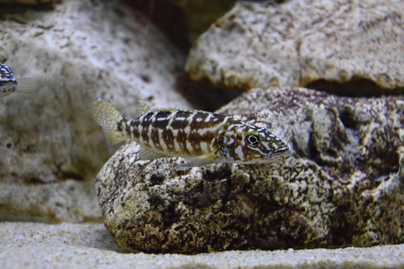 Lepidiolamprologus kendalli 'Kasanga'